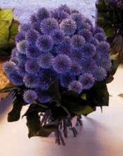 Kugeldistel